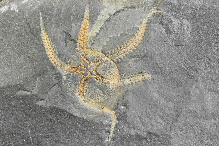 Ordovician Brittle Star (Ophiura) - Morocco #169173